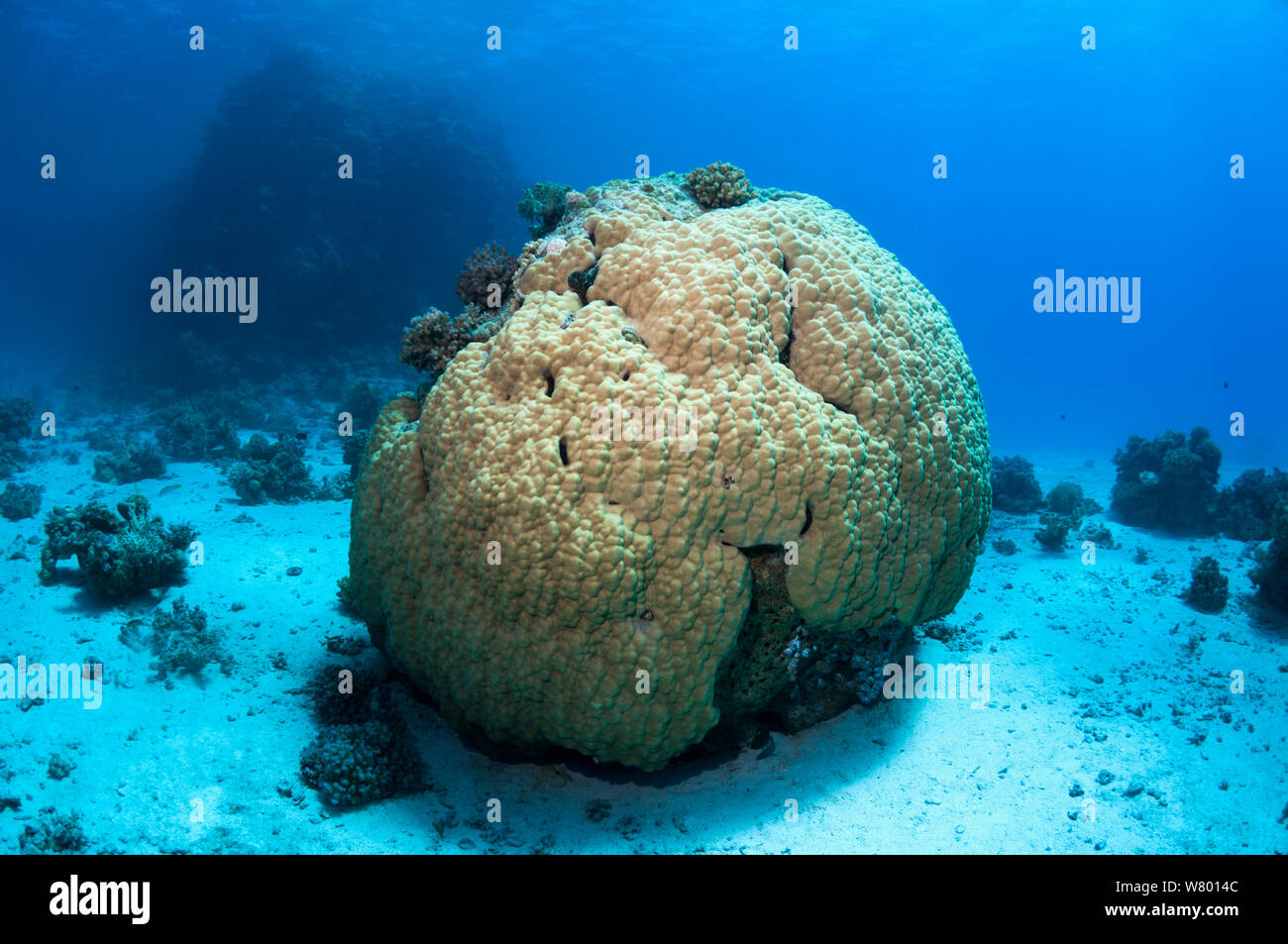 Porites coral, stony coral boulders.  Egypt, Red Sea. Stock Photo