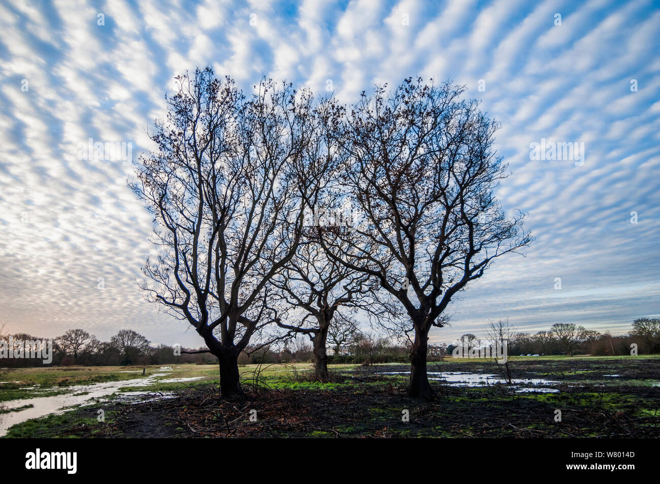 Altocumulus undulatus cloud formations and Oak (Quercus) trees.  Epping Forest, London, UK, January. Stock Photo