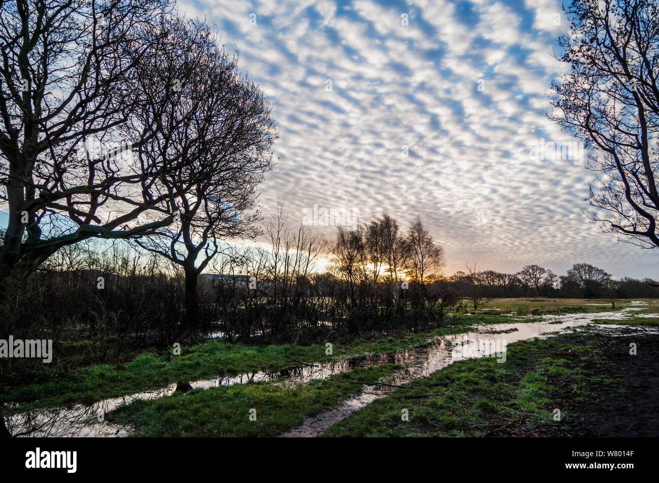 Altocumulus undulatus cloud formations and Oak (Quercus) trees at dawn.  Epping Forest, London, UK, January. Stock Photo
