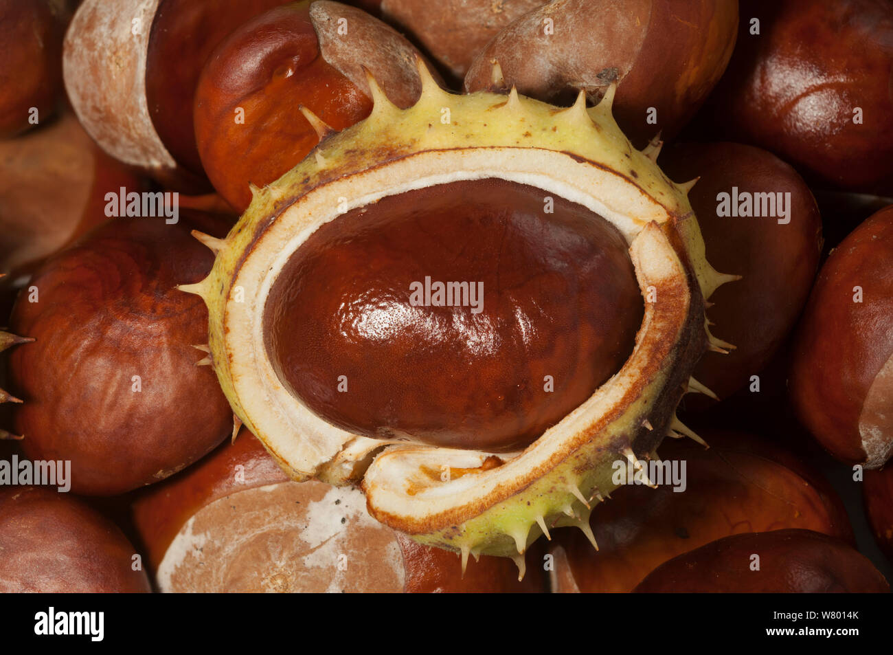 Horse chestnuts (Aesculus hippocastanum) conkers, UK. Stock Photo