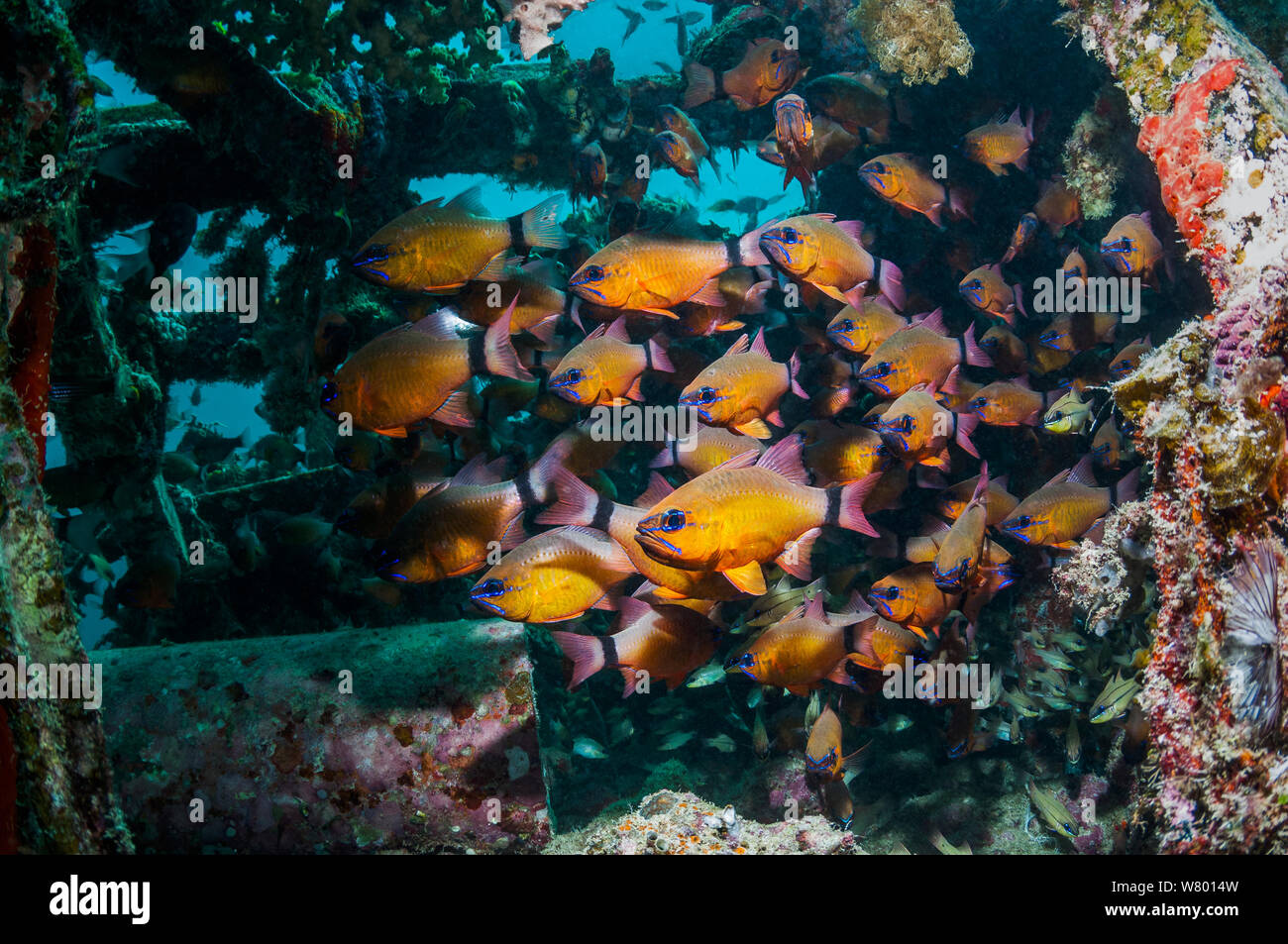 Ring-tailed cardinalfish (Apogon aureus) schooling in artificial reef. Mabul, Malaysia. Indo-Pacific. Stock Photo