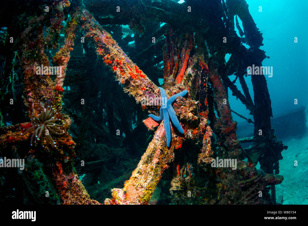 Blue seastar (Linkcia laevigata) on artificial reef.  Mabul, Malaysia. Stock Photo