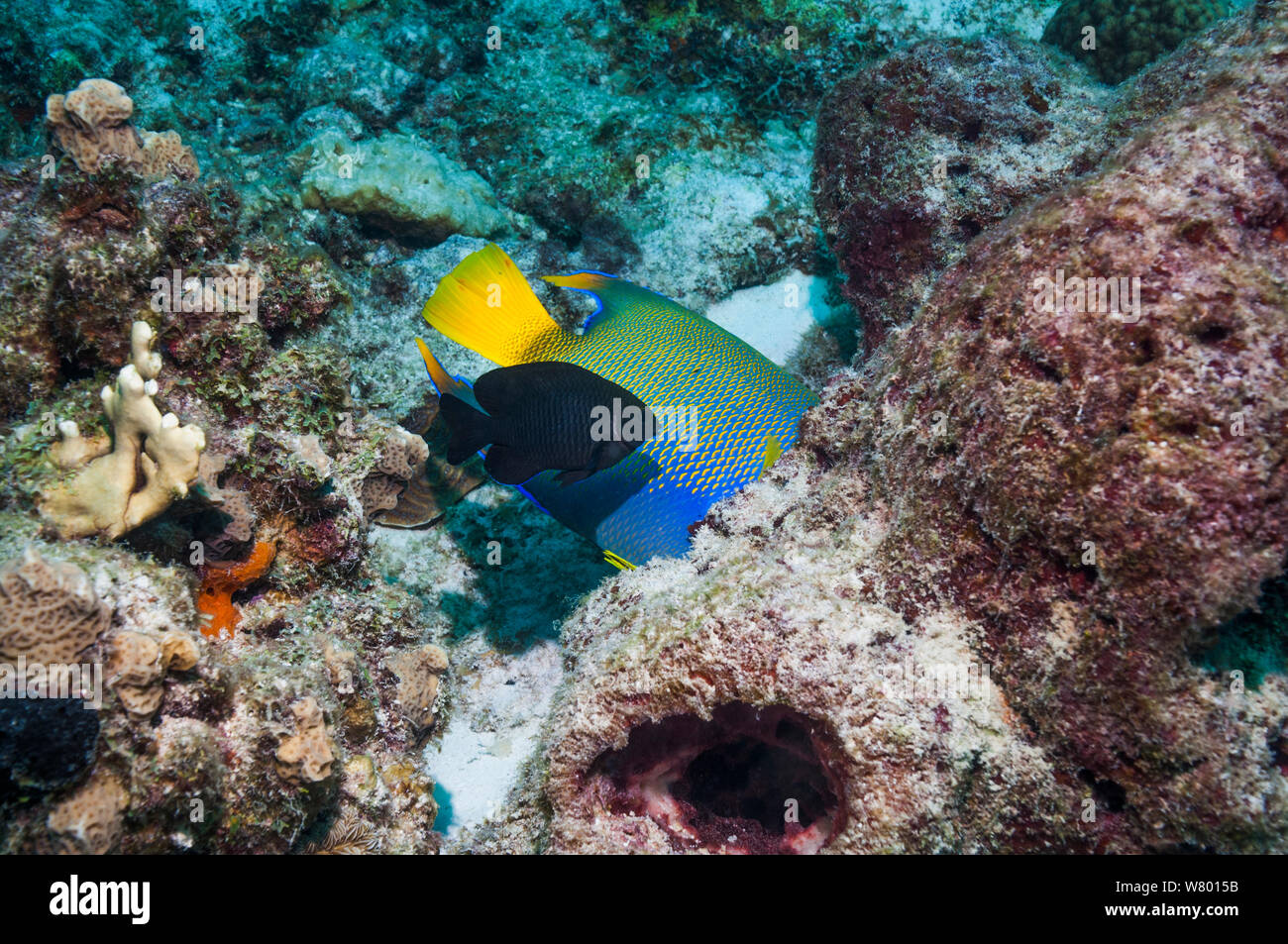 Queen angelfish (Holocanthus ciliaris) feeding on sponge, whilst a Dusky damselfish (Stegastes adustus), a very territorial fish, tries to chase it away.  Bonaire, Netherlands Antilles, Caribbean, Atlantic Ocean. Stock Photo