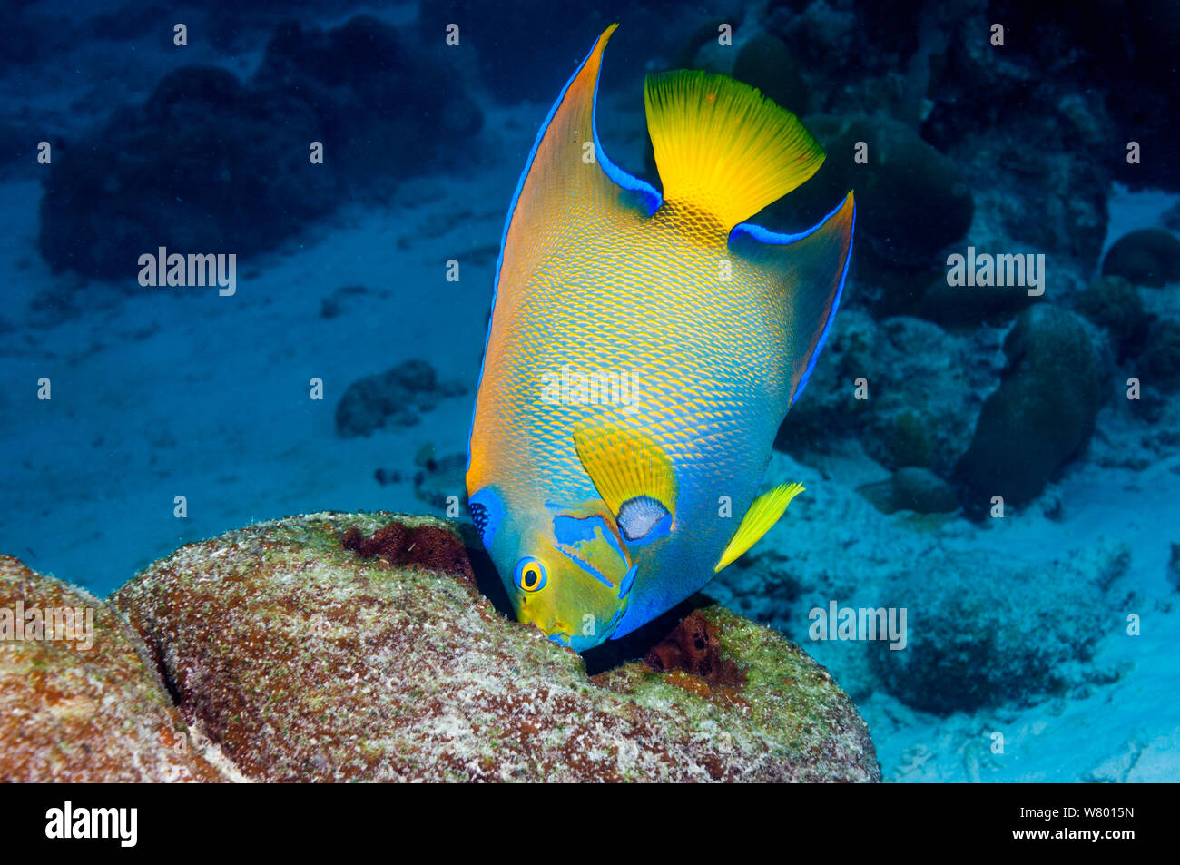 Angelichthys High Resolution Stock Photography and Images - Alamy
