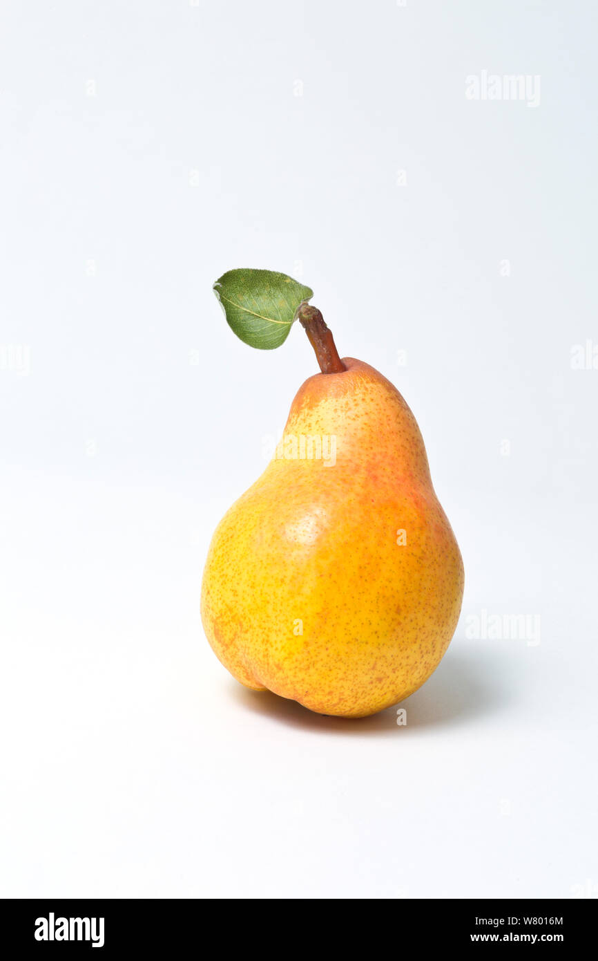 Comice pear (Pyrus communis) on white background, Washington, USA. Stock Photo