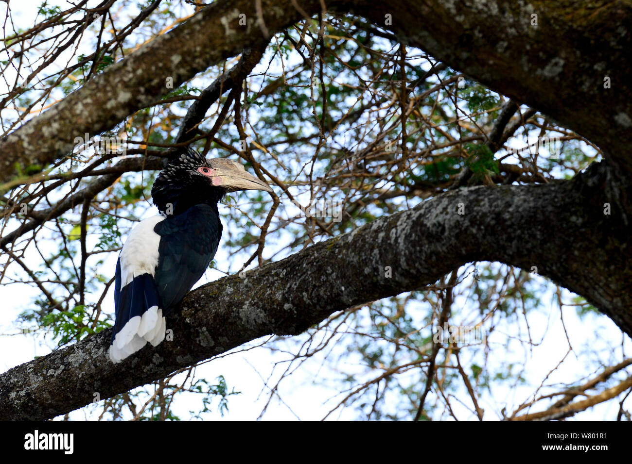 White-thighed hornbill (Ceratogymna cylindricus) perched on tree, Lake Awassa, Rift Valley. Ethiopia, November 2014 Stock Photo