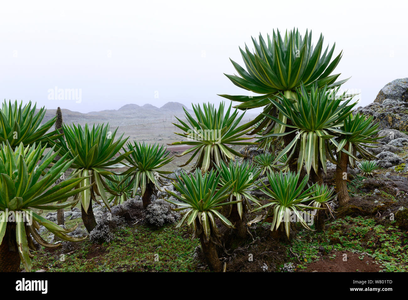 Giant lobelia (Lobelia rhynchopetalum), . Sanetti Plateau, Bale Mountains National Park. Ethiopia, November 2014 Stock Photo