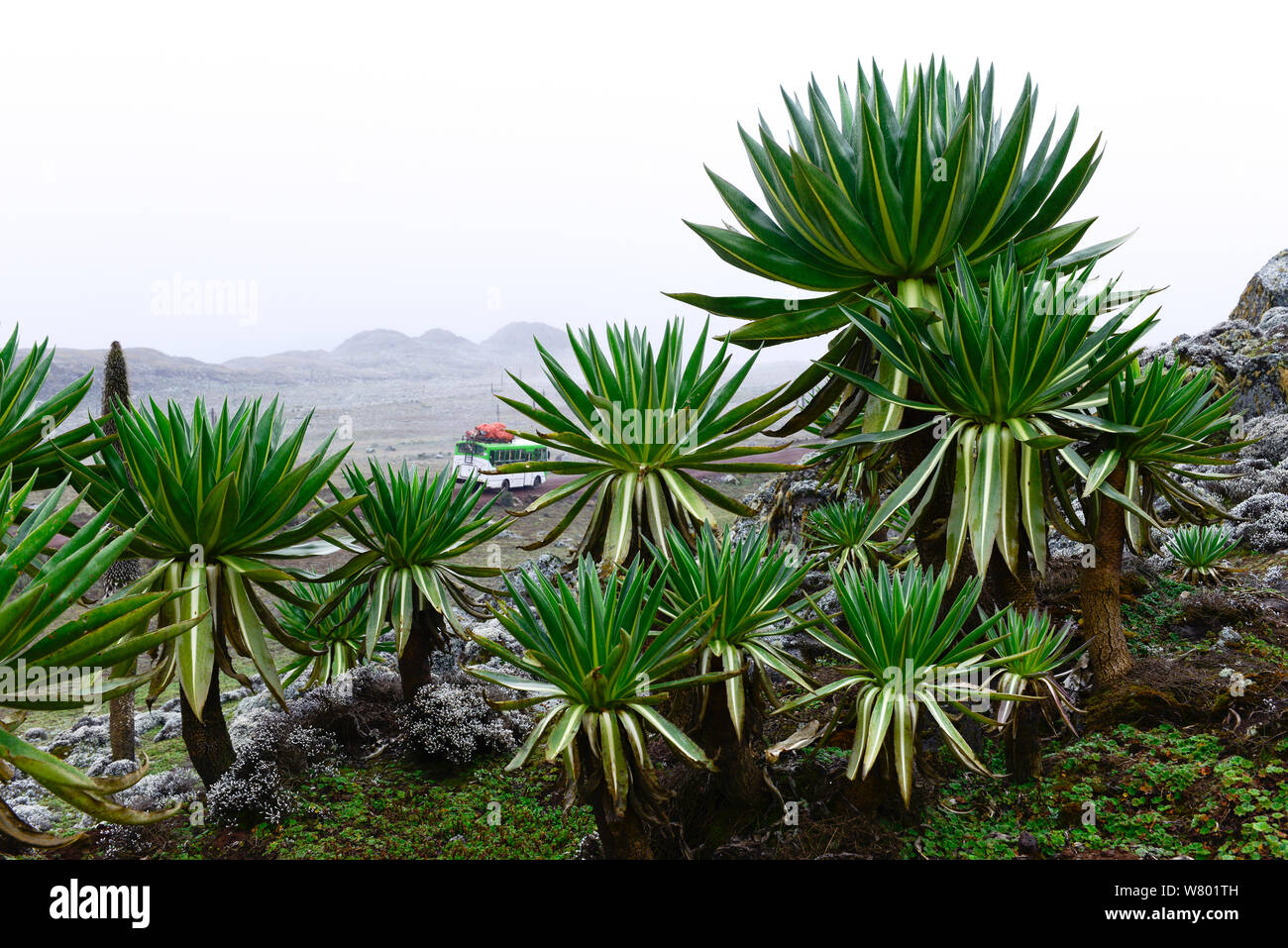 Giant lobelia (Lobelia rhynchopetalum), . Sanetti Plateau, Bale Mountains National Park. Ethiopia, November 2014 Stock Photo