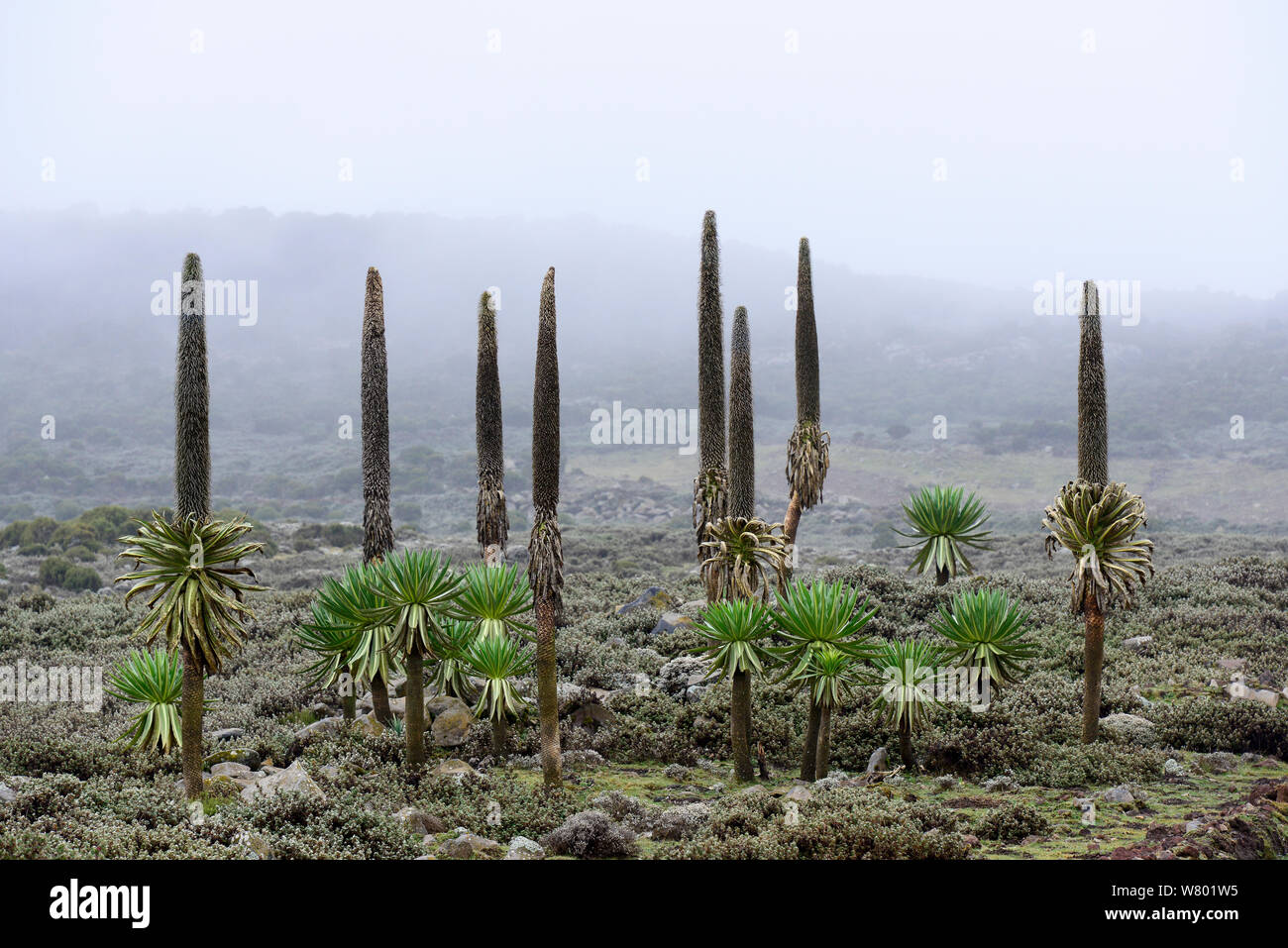 Giant lobelias (Lobelia rhynchopetalum) in mist, Sanetti Plateau, Bale Mountains National Park. Ethiopia, November 2014 Stock Photo