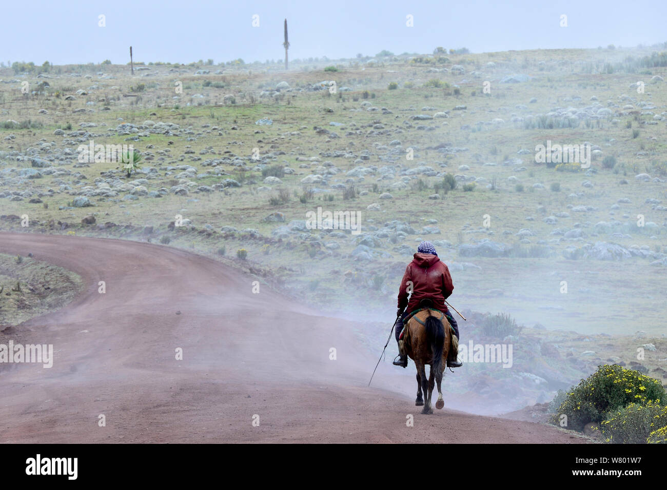 Man riding on horseback in Sanetti Plateau, Bale Mountains National Park. Ethiopia, November 2014 Stock Photo