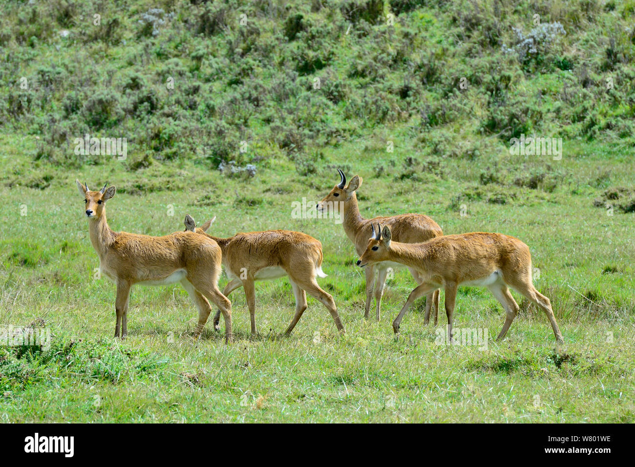 Bohor reedbucks (Redunca redunca) herd, Bale Mountains National Park, Ethiopia. Ethiopia, November 2014 Stock Photo