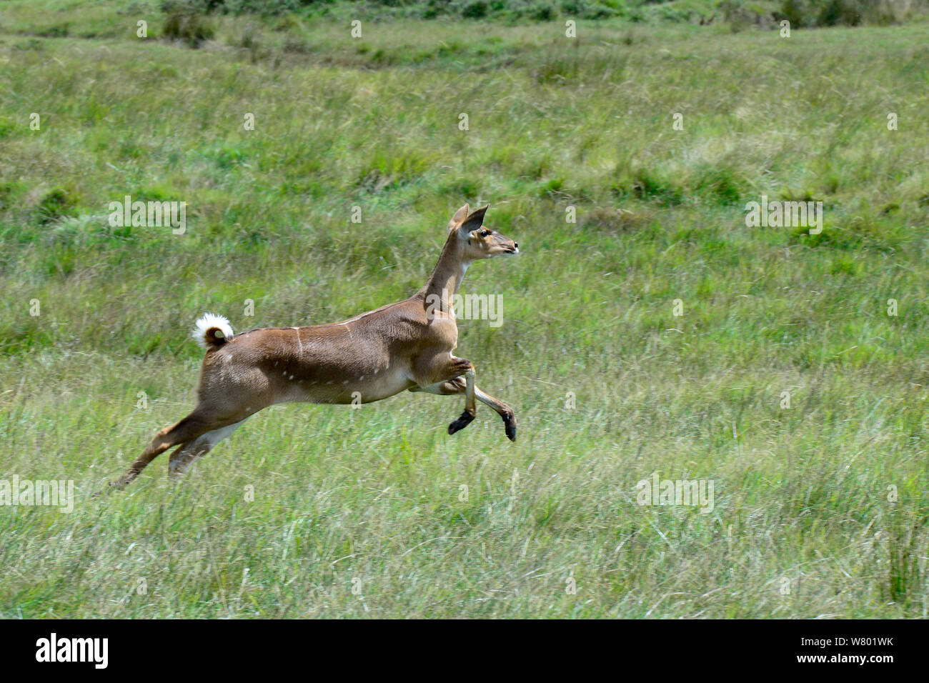 Mountain nyala (Tragelaphus buxtoni) running female. Bale Mountains National Park,  Ethiopia. Endemic, endangered species. Stock Photo