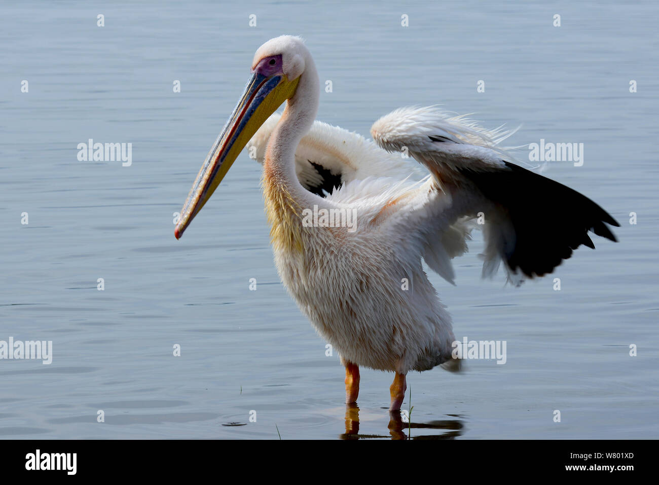 Great white pelican (Pelecanus onocrotalus) stretching wings, Lake Awassa, Rift Valley. Ethiopia, November 2014 Stock Photo