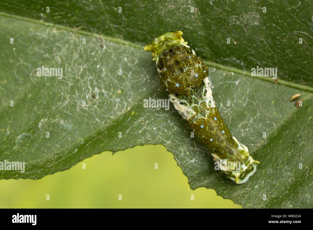 Caterpillar of the Citrus Swallowtail butterfly (Papillio demodocus). The caterpillar is a bird dropping mimic. Captive, originating from Africa. Stock Photo