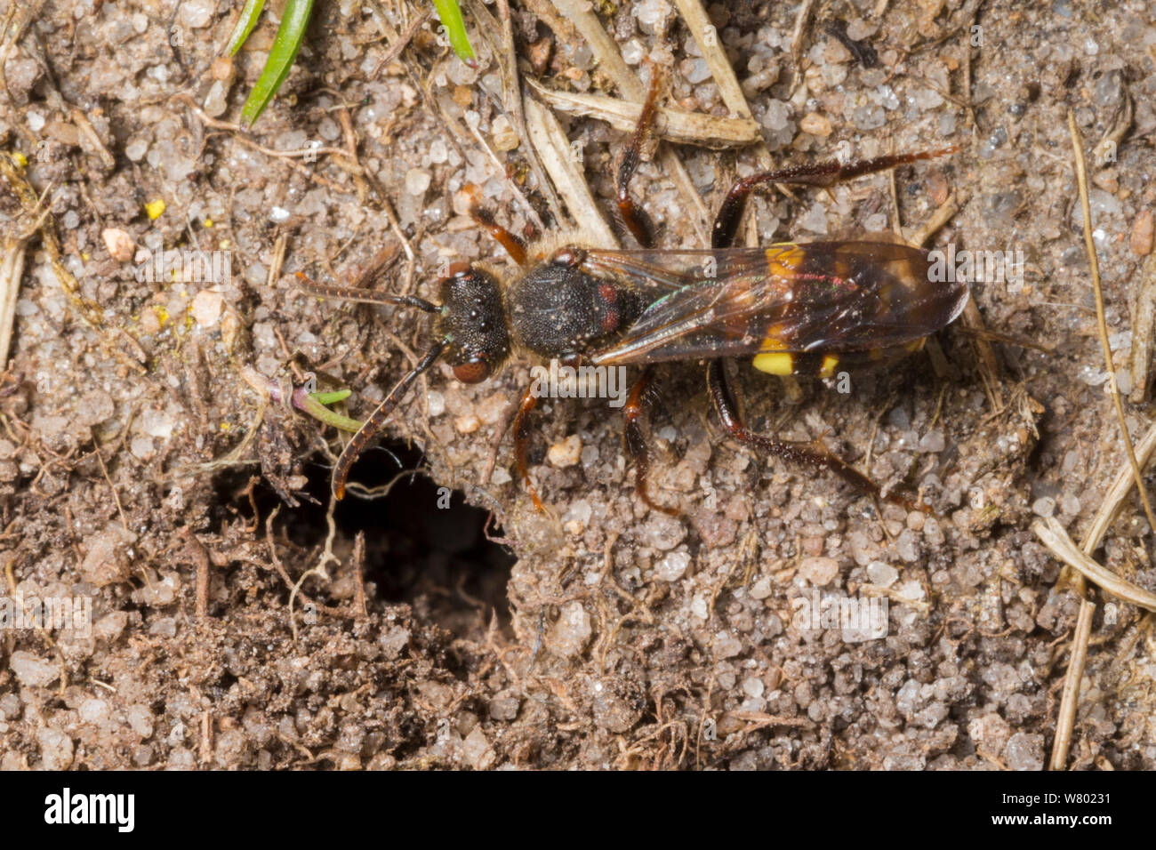 Cuckoo bee (Nomada leucophthalma) about to enter the nest burrow of Miner Bee (Andrena clarkella). The cuckoo bee is cleptoparasitic, laying its eggs in nests of other bees in order that their parasitic larvae can feed on the food originally intentended for the host larvae. Peak District National Park, Derbyshire, UK. April. Stock Photo