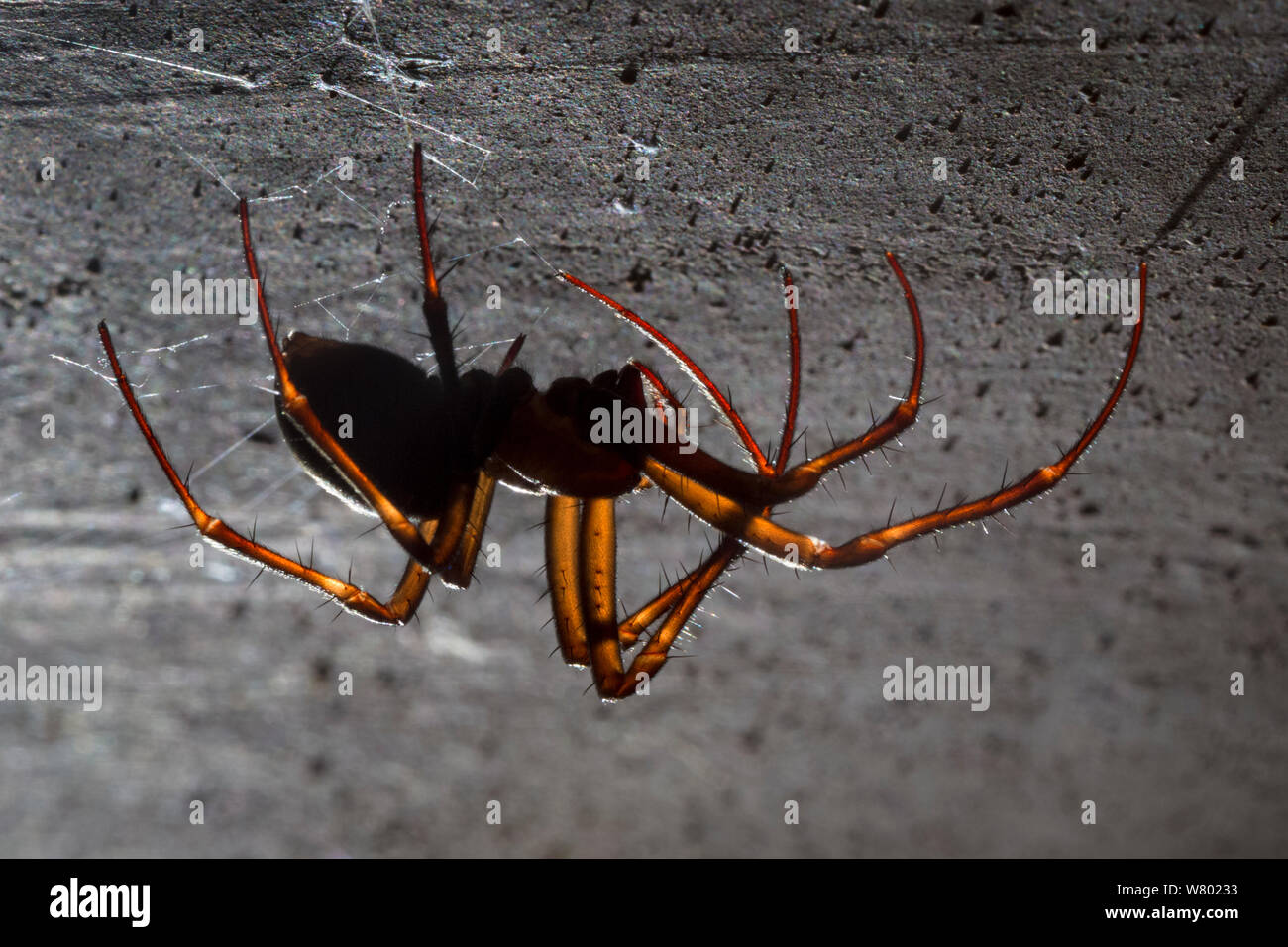 European cave spider (Meta menardi) on ceiling of cellar. Worcestershire, UK. April. Stock Photo