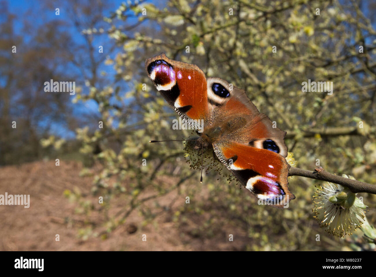 Peacock butterfly (Inachis io) feeding on Goat Willow catkins (Salix caprea), an important food source for pollinators in early spring. Peak District National Park, UK. April. Stock Photo