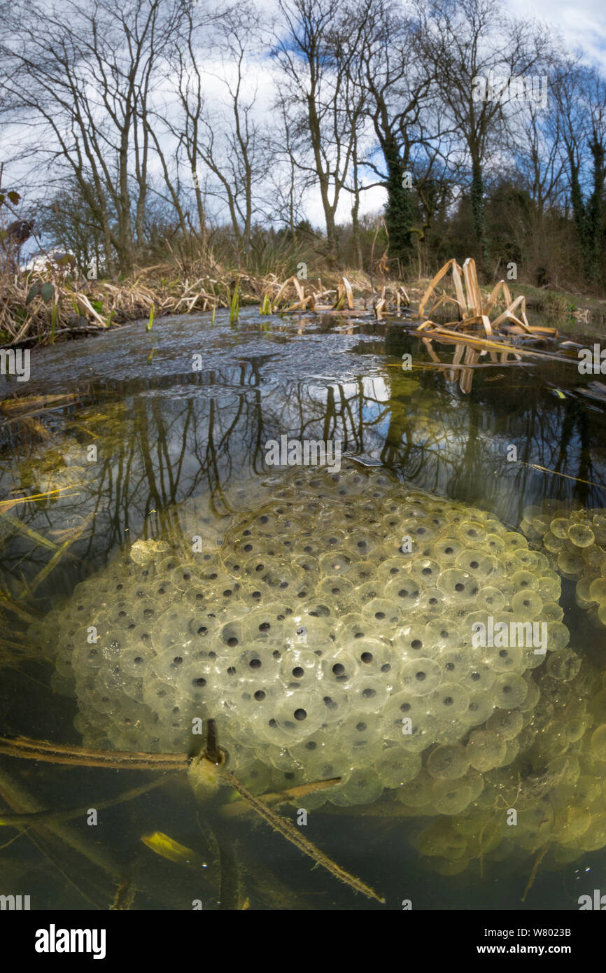Frogspawn from Common Frog (Rana temporaria), fisheye view showing pond habitat. Peak District National Park, Derbyshire, UK. March. Stock Photo