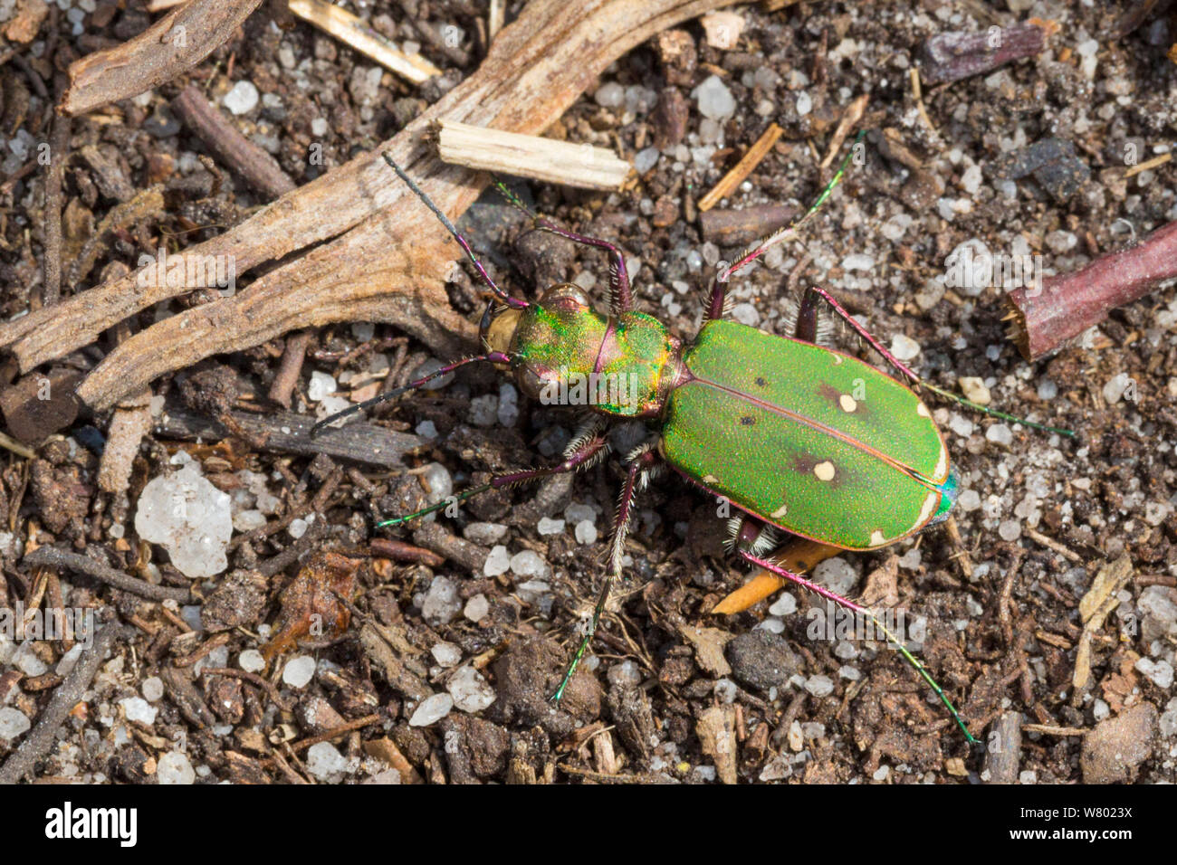 Green tiger beetle (Cicindela campestris) on sandy ground. Peak District National Park, Derbyshire, UK. May. Stock Photo