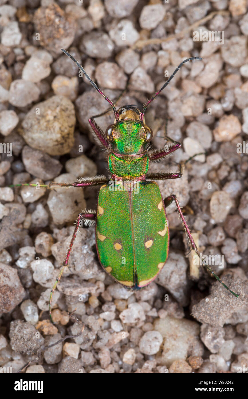 Green tiger beetle (Cicindela campestris) on sandy ground. Peak District National Park, Derbyshire, UK. May. Stock Photo