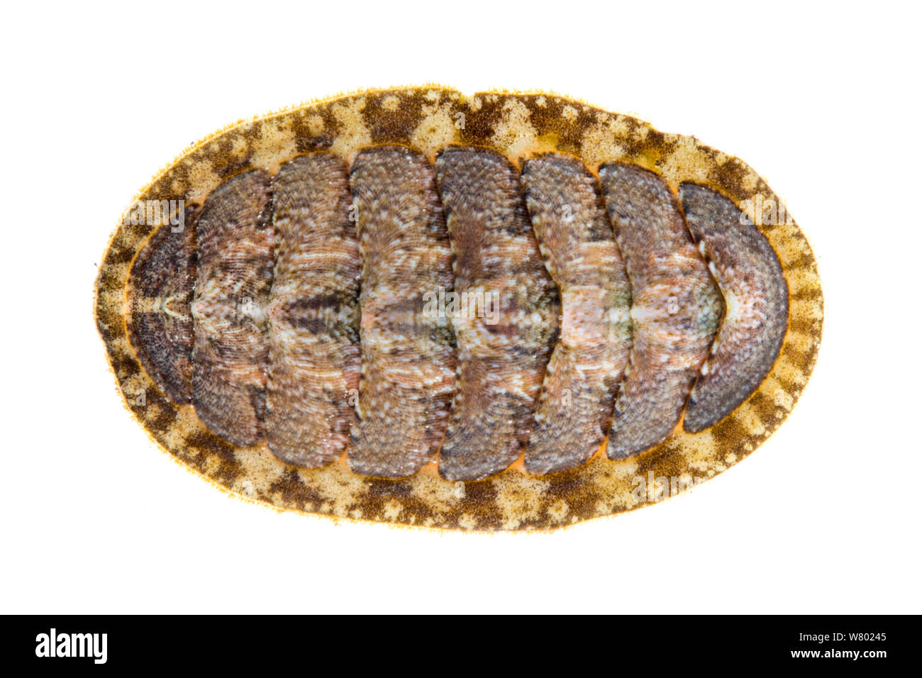 Common chiton (Lepidochitona cinerea) photographed against a white background in mobile field studio. Filey Brigg, Yorkshire, UK. May. Stock Photo
