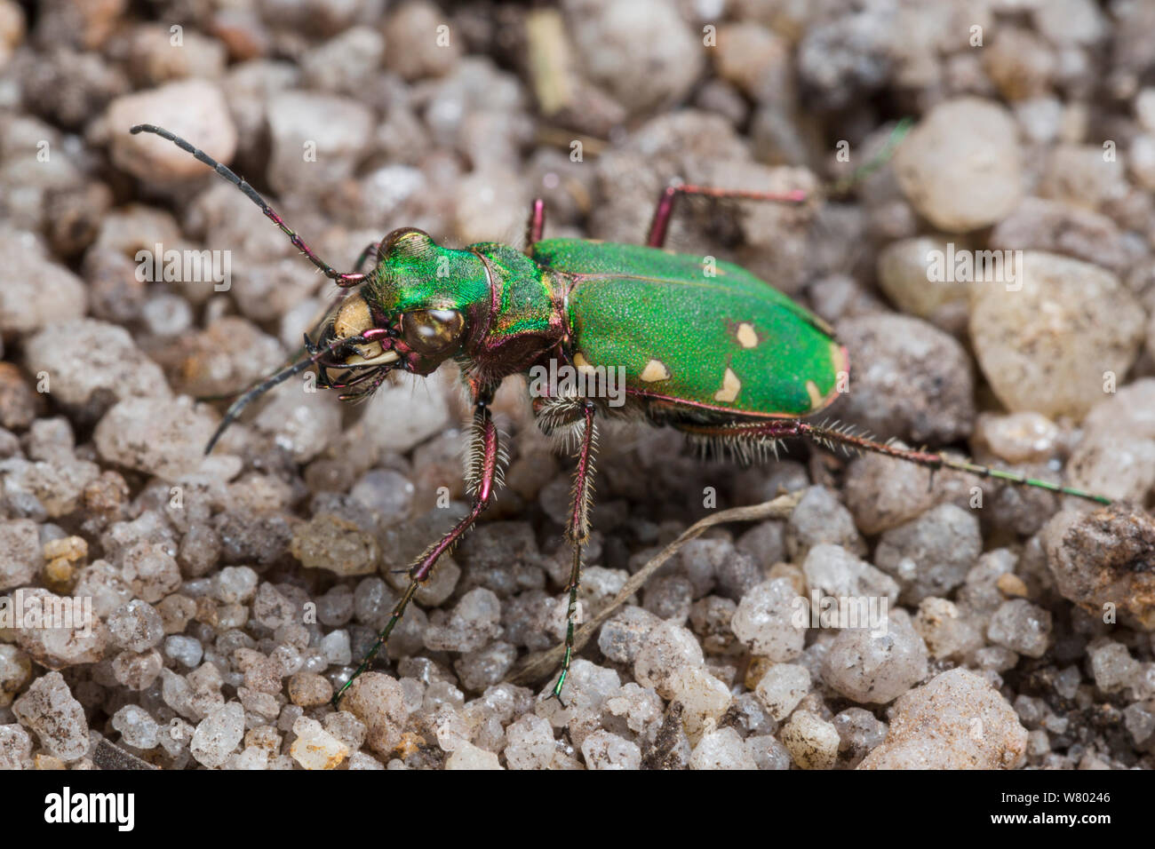 Green tiger beetle (Cicindela campestris) on sandy ground. Peak District National Park, Derbyshire, UK. May. Stock Photo