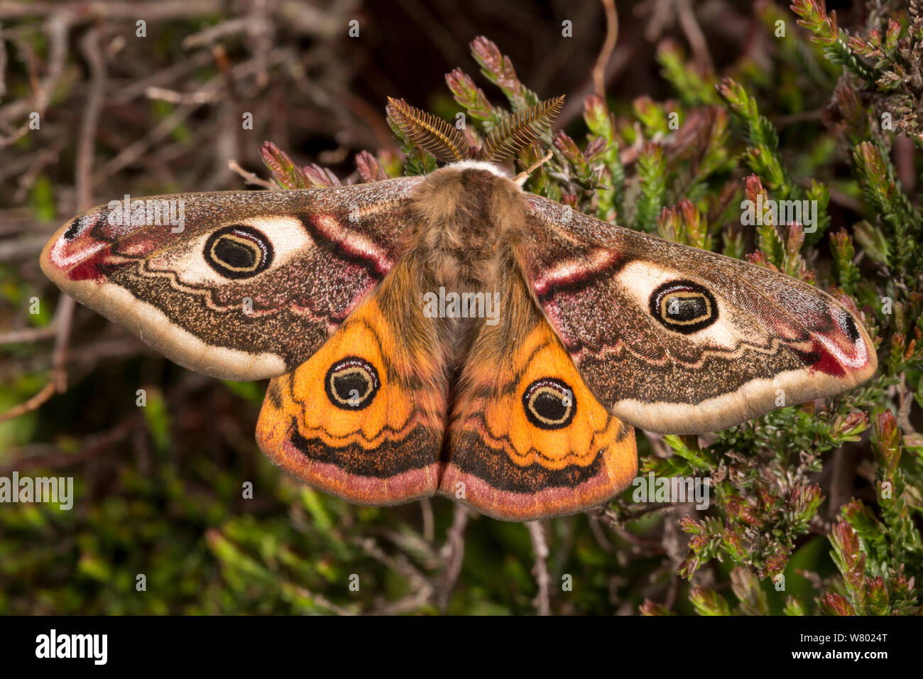 Emperor moth (Saturnia pavonia) male resting on heather, Peak District National Park, UK. April. Stock Photo