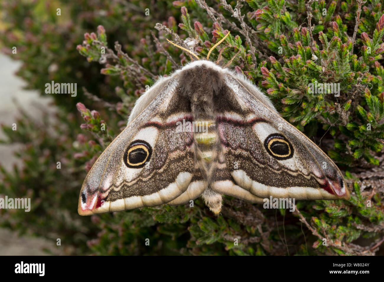 Emperor moth (Saturnia pavonia) female resting on heather, Peak District National Park, UK. April. Stock Photo