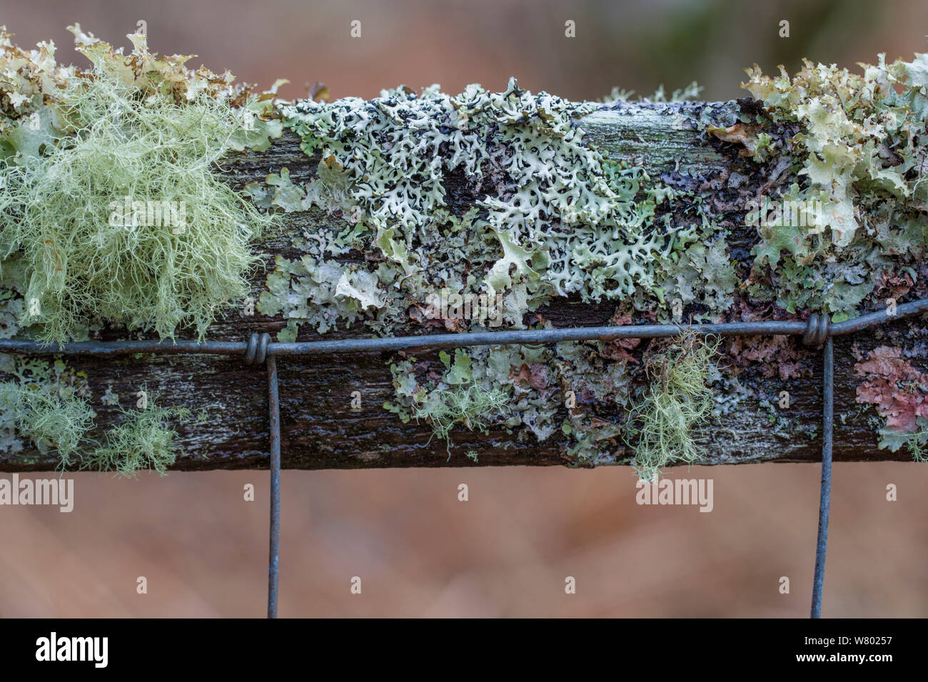 Various lichens growing on a wooden fence. Kyle of Lochalsh, Scotland. March. Stock Photo
