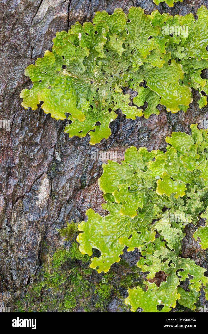 Tree lungwort (Lobaria pulmonaria) lichen. Kyle of Lochalsh, Scotland. March. Stock Photo