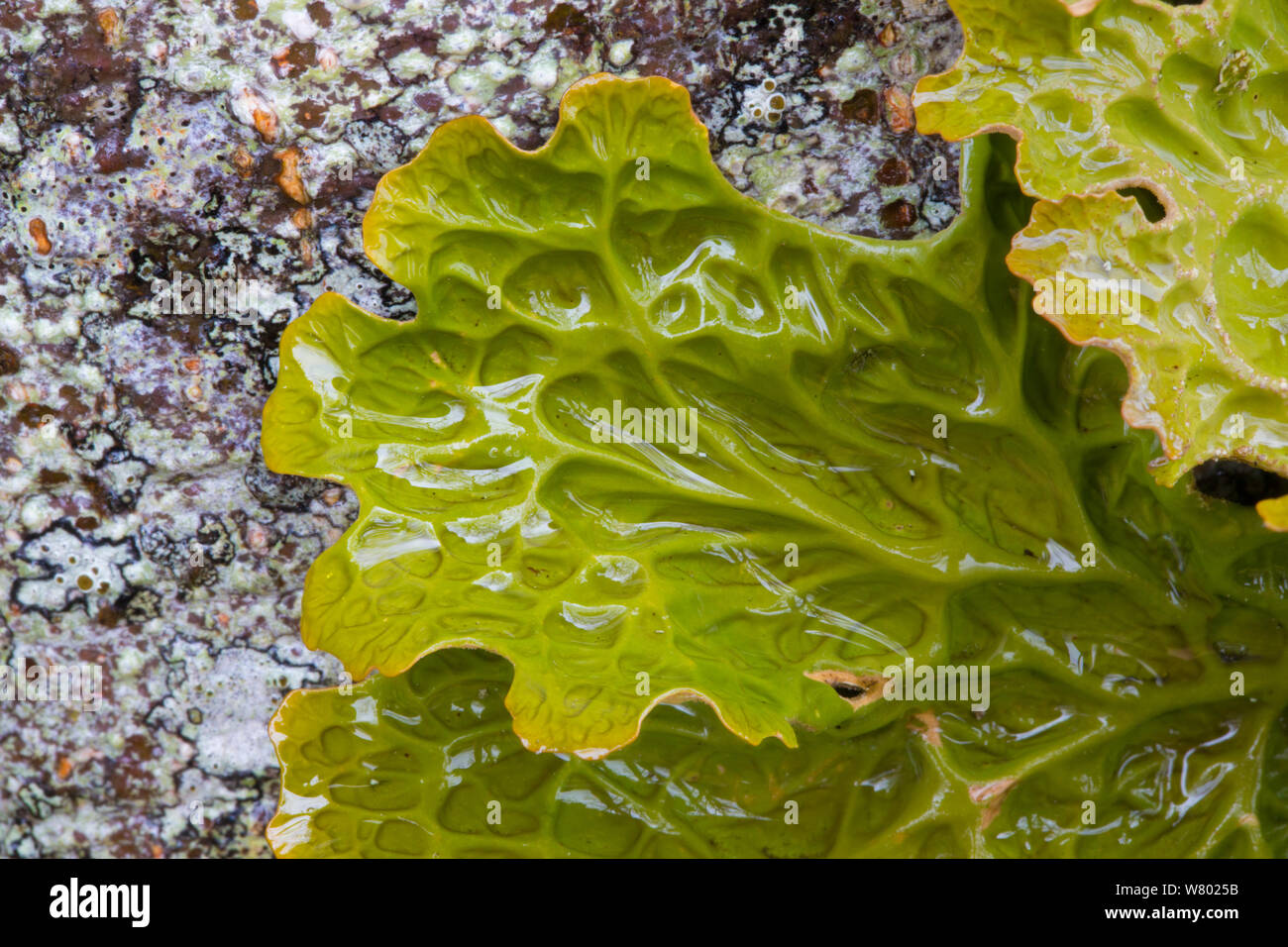 Tree lungwort (Lobaria pulmonaria) lichen growing on a mature beech tree. Kyle of Lochalsh, Scotland. March. Stock Photo