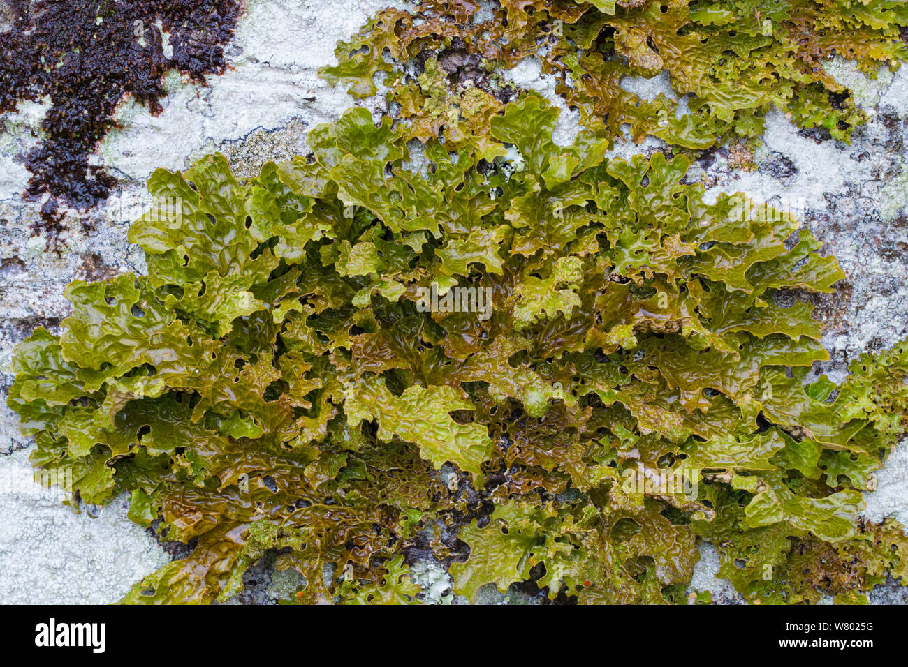 Tree lungwort (Lobaria pulmonaria) lichen growing on a mature beech tree. Kyle of Lochalsh, Scotland. March. Stock Photo
