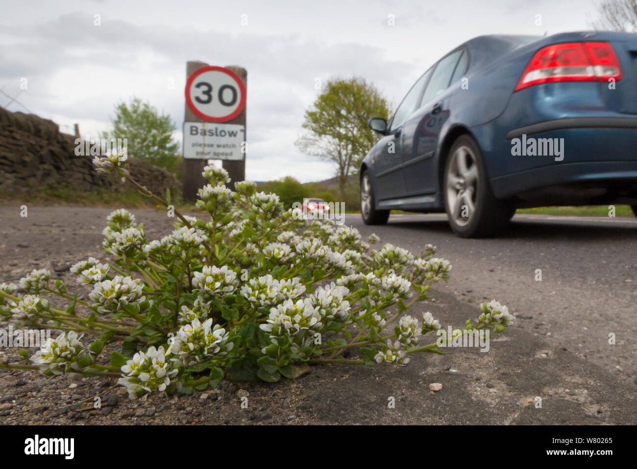 Danish Scurvy Grass (Cochlearia danica) growing along roadside. Peak District National Park, Derbyshire, UK. May. Stock Photo