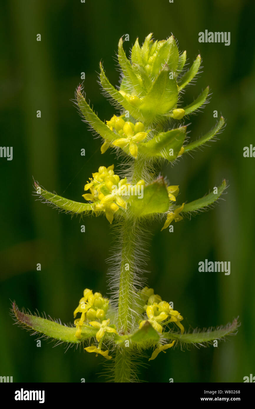 Crosswort (Cruciata laevipes) flower, Peak District National Park, Derbyshire, UK. May. Stock Photo