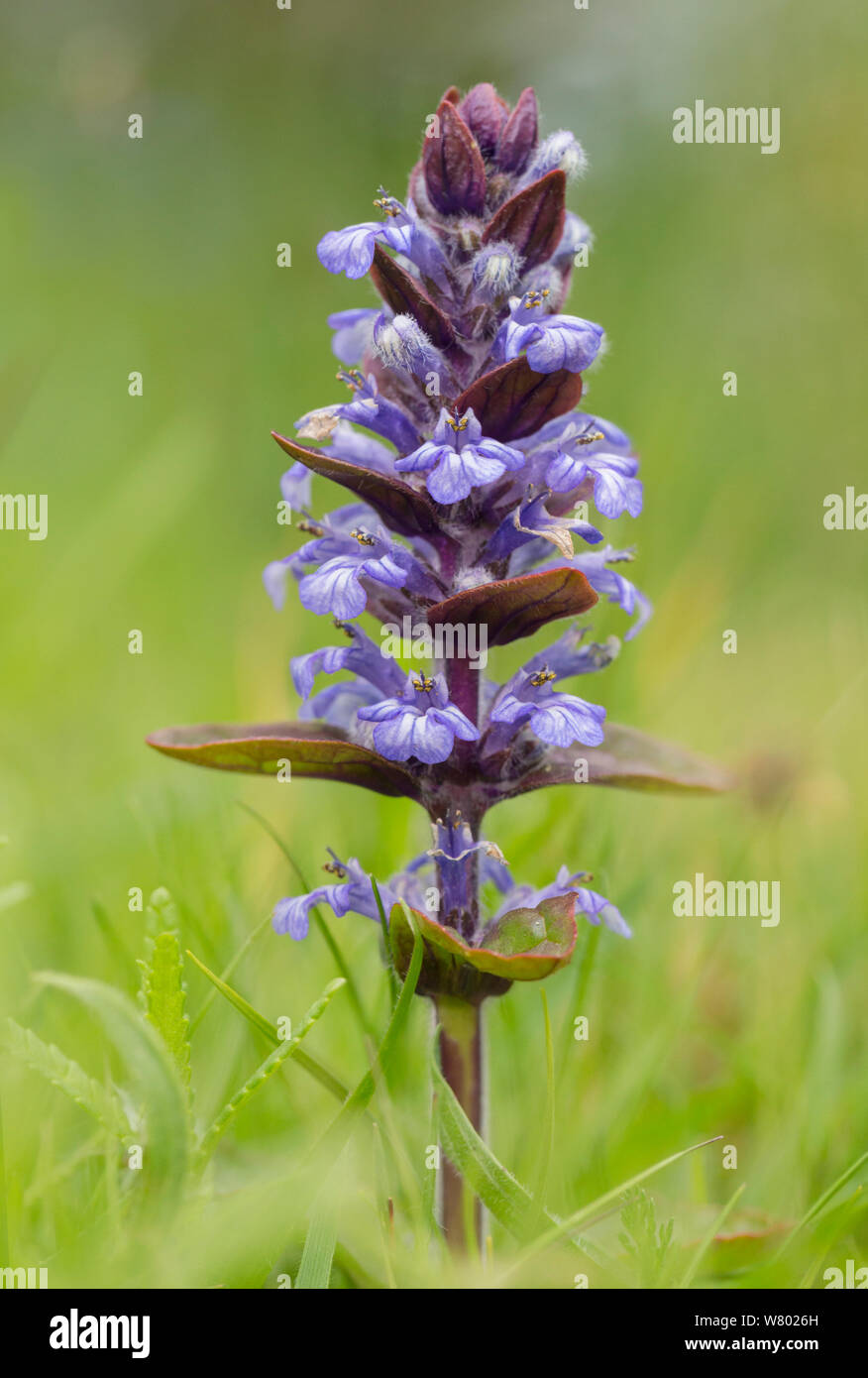 Bugle (Ajuga reptans) in flower in a damp meadow. Peak District National Park, Derbyshire, UK. May. Stock Photo