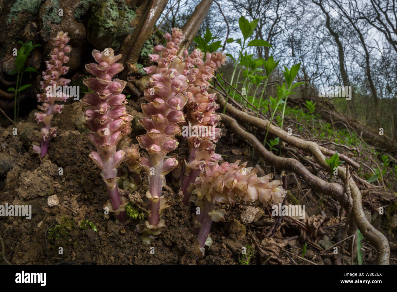 Toothwort / Corpse flower (Lathraea squamaria) flowering under an ancient hazel tree which it parasitises. Peak District National Park, Derbyshire, UK. April. Stock Photo