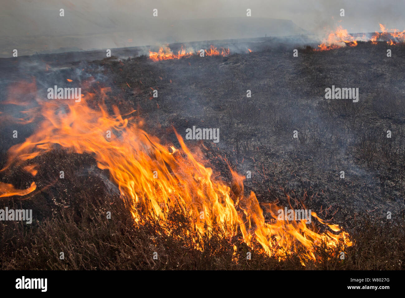 Controlled burning of heather moorland, Derwent Edge, Peak District National Park, Derbyshire, UK. March 2015. Stock Photo