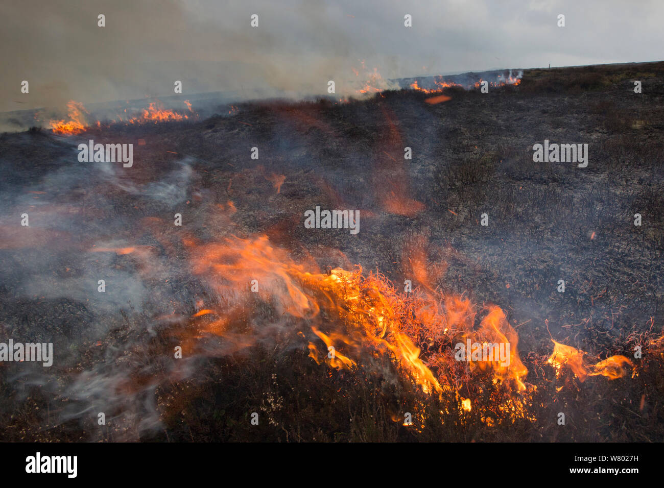 Controlled burning of heather moorland, Derwent Edge, Peak District National Park, Derbyshire, UK. March 2015. Stock Photo