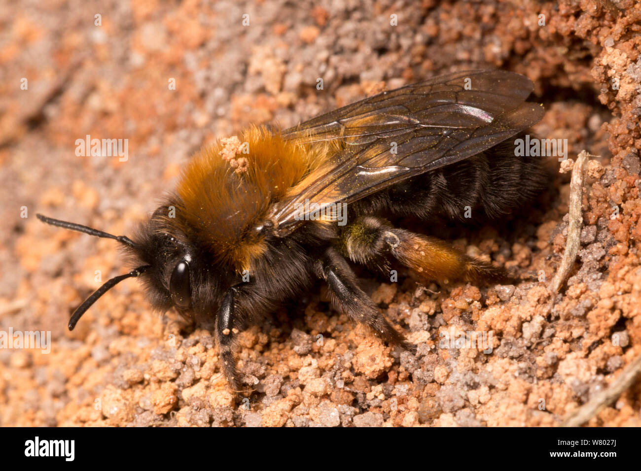 Mining Bee (Andrena clarkella) female excavating nest in sandy soil. Peak District National Park, Derbyshire , UK. April. Stock Photo