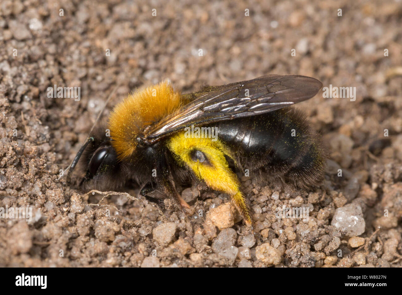 Mining Bee (Andrena clarkella) female excavating nest in sandy soil. Note the pollen hairs coated in yellow pollen from Goat willow (Salix caprea), an important food source for pollinators in early spring. Peak District National Park, Derbyshire, UK. April. Stock Photo