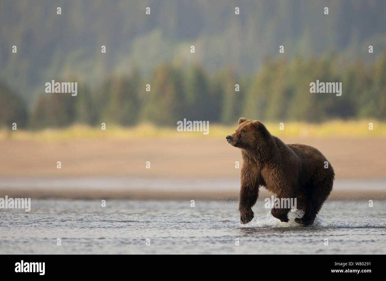 Coastal brown bear (Ursus arctos) fishing,  Lake Clarke National Park, Alaska, September. Stock Photo