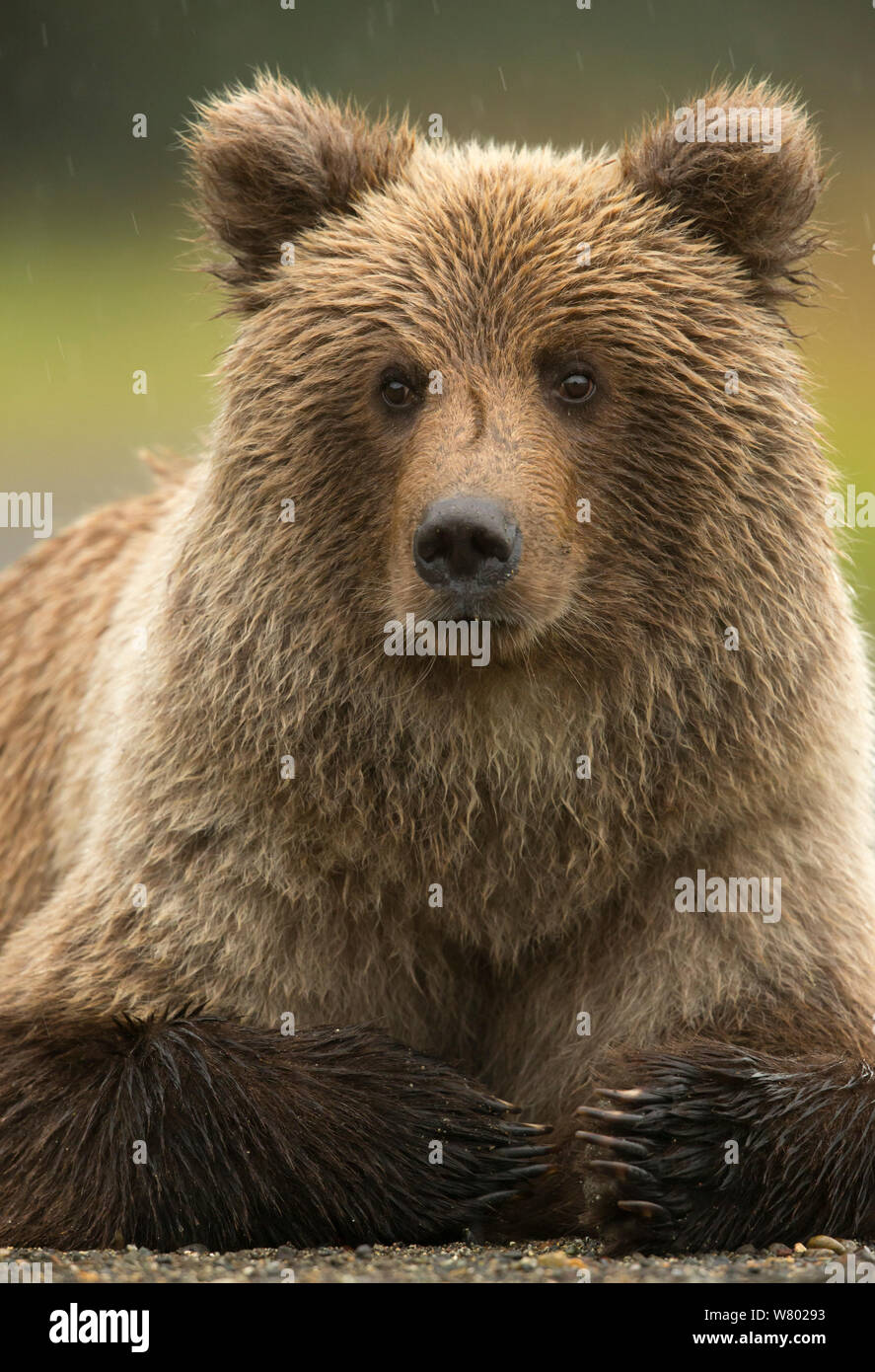 Coastal brown bear (Ursus arctos), Lake Clarke National Park, Alaska, September. Stock Photo