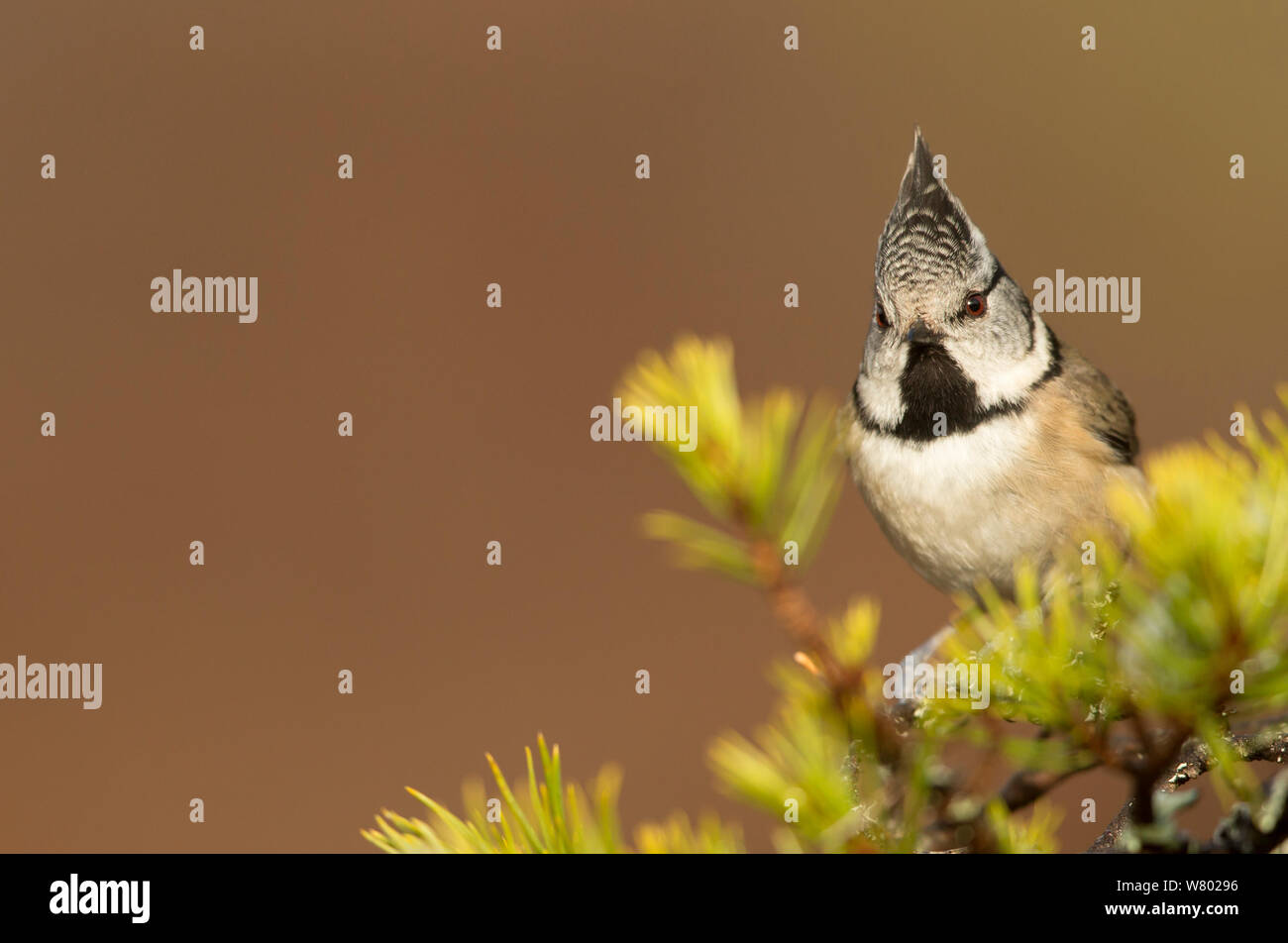 Crested tit (Lophophanes cristatus) perched on conifer branch, Scotland, March Stock Photo
