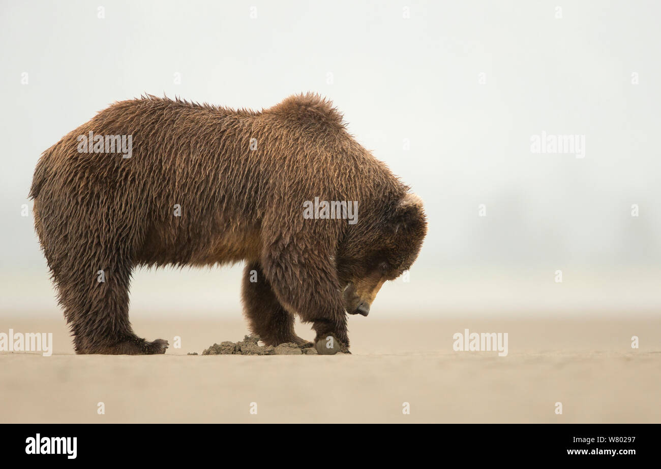 Coastal brown bear (Ursus arctos) digging for clams Lake Clarke National Park, Alaska, September Stock Photo