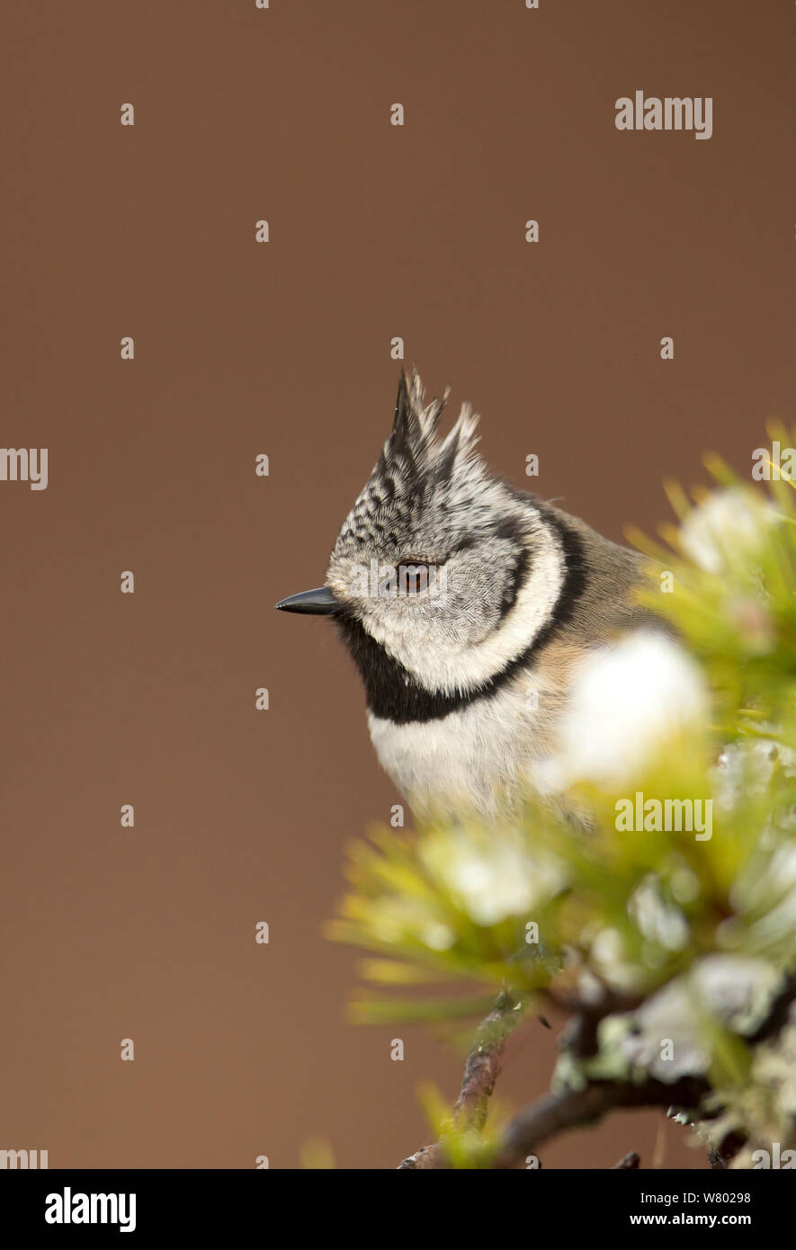 Crested tit (Lophophanes cristatus) perched on snowy conifer branch, Scotland, March Stock Photo