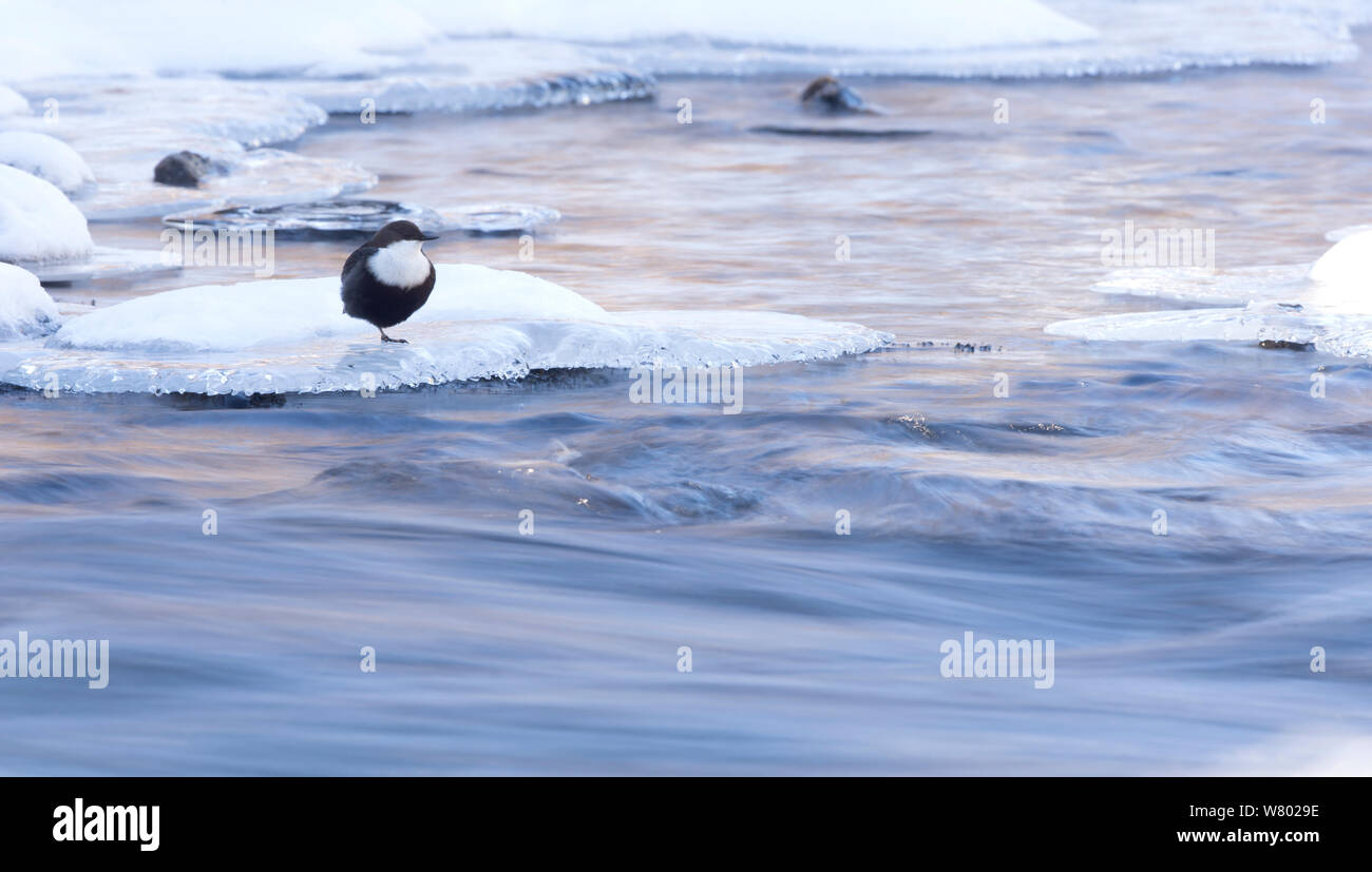 Dipper (Cinclus cinclus) ice in river, Finland, March Stock Photo