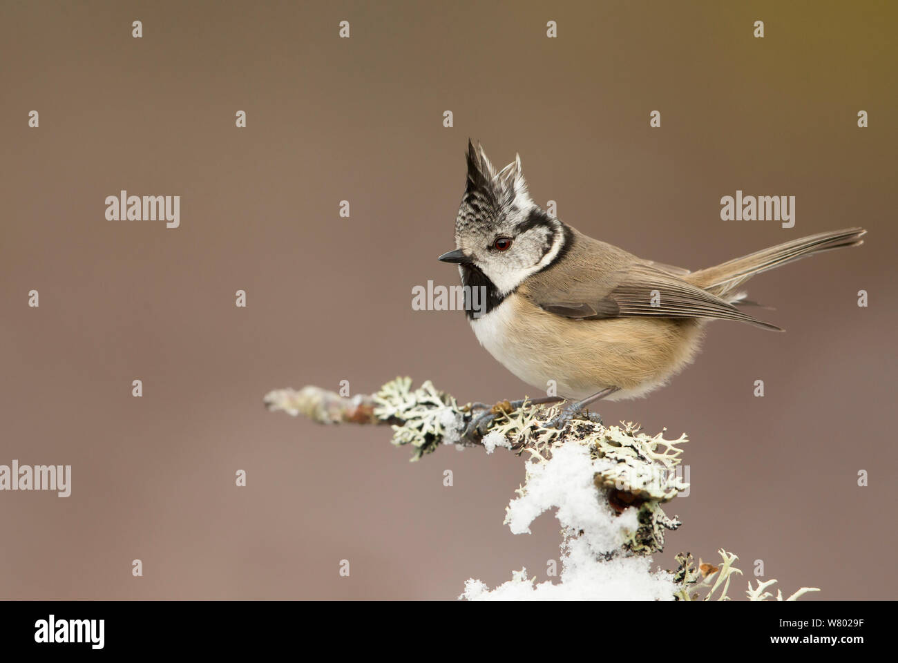 Crested tit (Lophophanes cristatus) perched on snowy conifer branch, Scotland, March Stock Photo