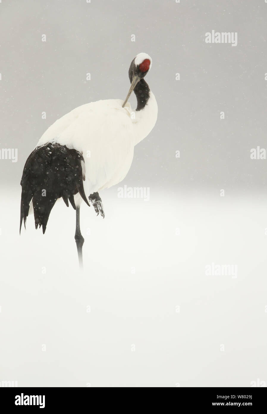 Japanese crane (Grus japonensis) preening in snow, Hokkiado, Japan, February Stock Photo