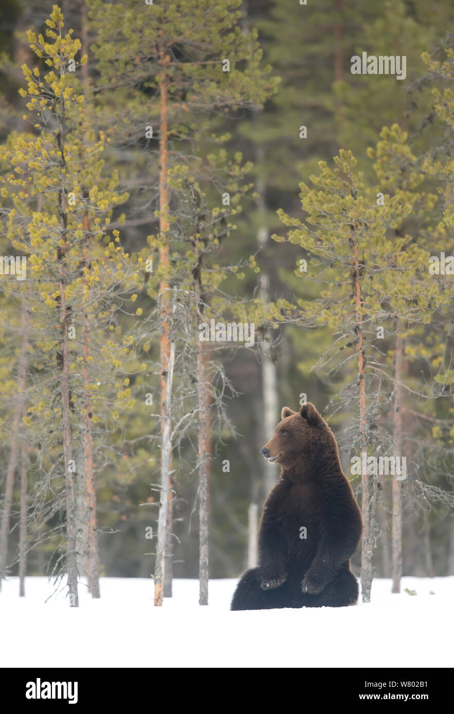 European brown bear (Ursus arctos) sitting in the snow,  Finland, April Stock Photo
