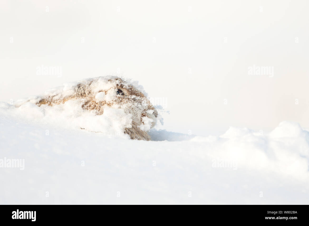 Mountain hare (Lepus timidus) resting in the snow, Scotland, March Stock Photo